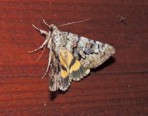 Catocala nymphagoga  Erebidae